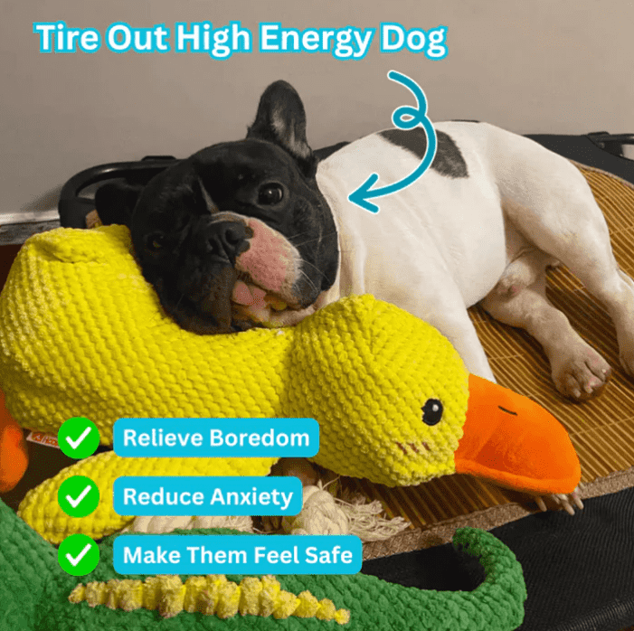 Interactive Duck Toy (FREE Today)