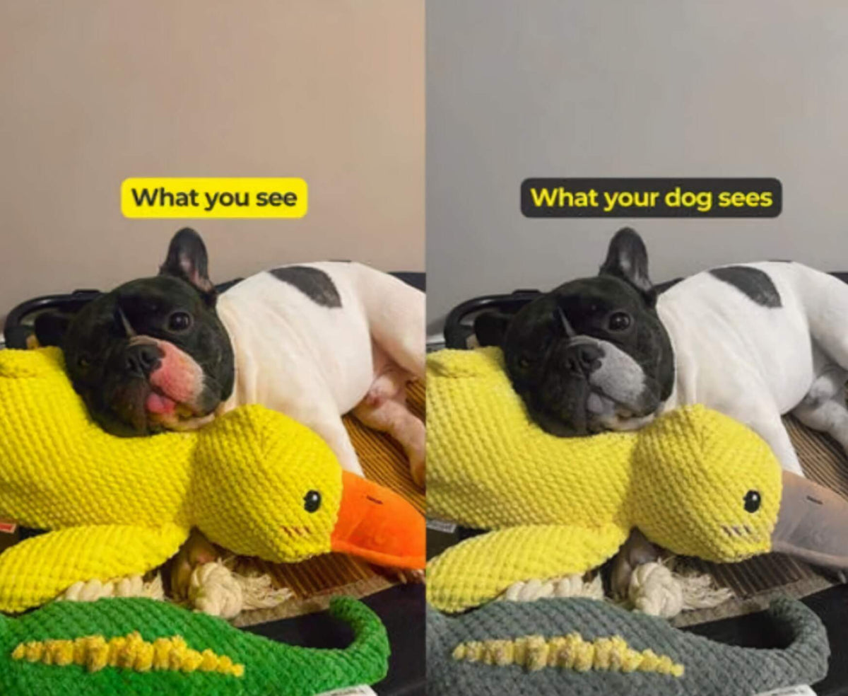Interactive Duck Toy (FREE Today)